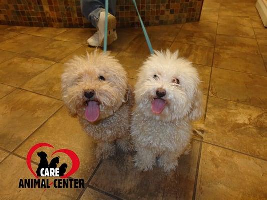 Toby and Teddy Yerington in for annual vaccines and to try to stake claim of cutest dogs in the Quad Cities.