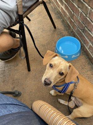 Pup with "complimentary" water