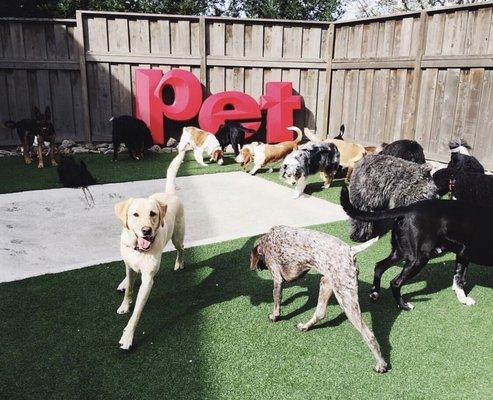 Ruff Hotel doggie daycare