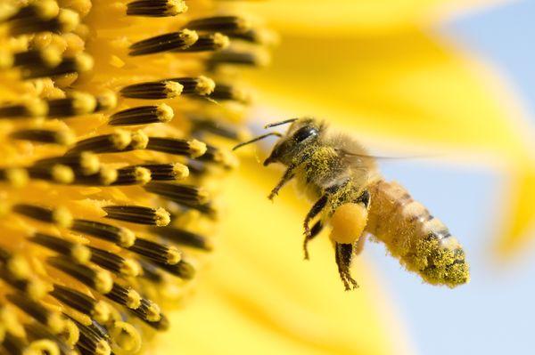 We perform honey bee eradications and treatments. We also perform hive and honey removals.