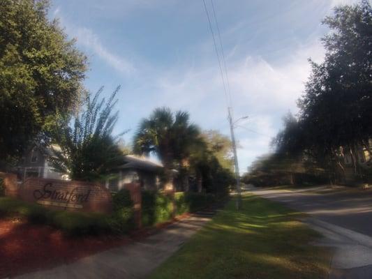 sabal palms before natural cleanout. we do not run the chainsaw up the tree.