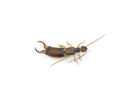 Earwig