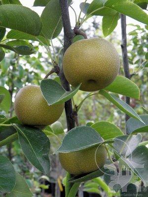 Chojuro Asian pear