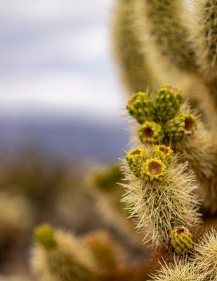 Cholla Cactus Garden - Joshua Tree National Park