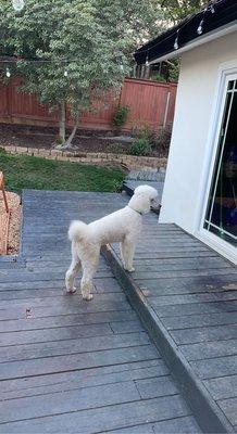 Standard poodle