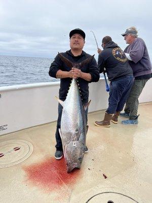 Bluefin