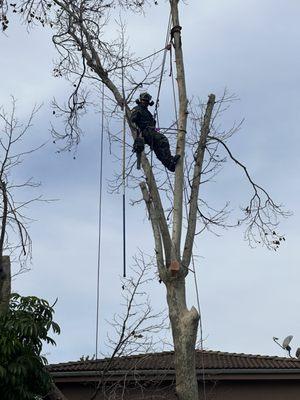 Sycamore tree removal in progress!