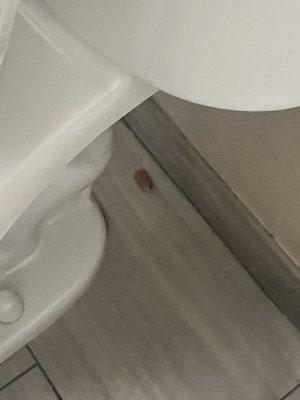 Never expected this a Band-Aid behind the toilet really I know this is a bomb territory