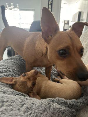 Two love bugs playing, Chiweenie, Bruno, and little Peanut.