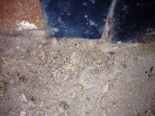 Termite infestation under outdoor carpet