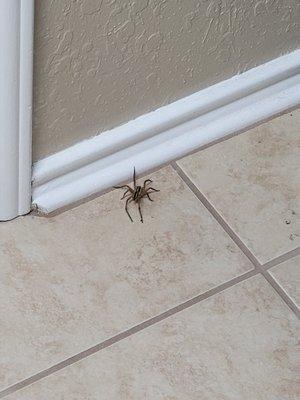 Attached Image from Spider that is alive after multiple treatments in my house by white knight...Do not use their treatment it doesnt work