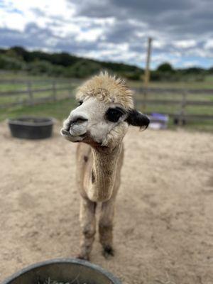 Alpacas are so cute!!