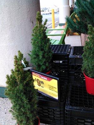 mini Christmas trees #50dollartech