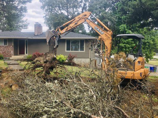 Tree removal in SE.