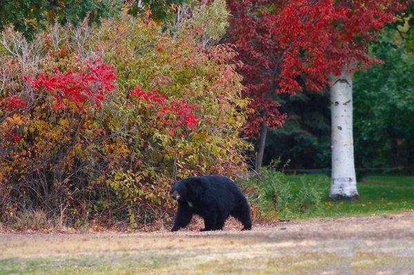 Black bear at Fort Simcoe