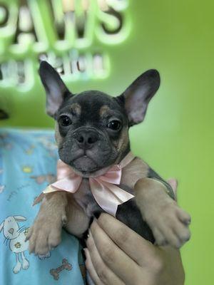 Frenchie puppies  washes 10% MOMDAY SALE only !