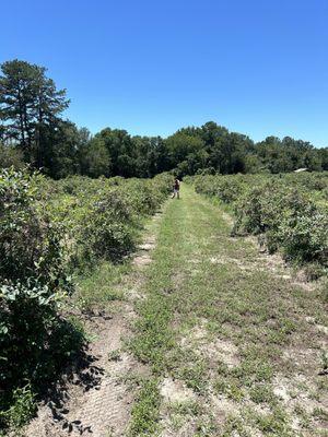 Blueberry Patch