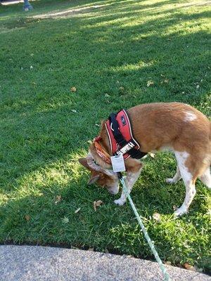 Angel my ESA fur baby after she left Golden Collar