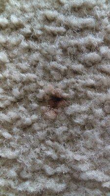 Spot on carpet before