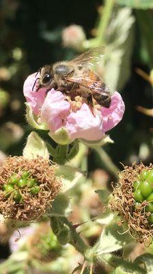 Honeybee visiting a blackberry flower.