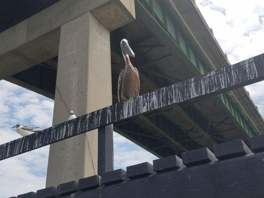 Sightings while kayaking