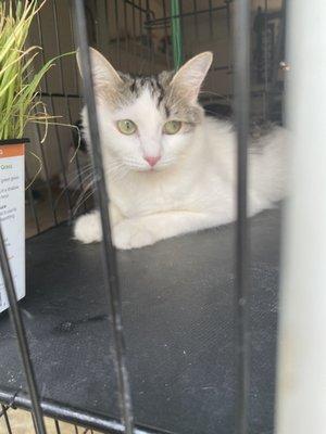 Cat in cage