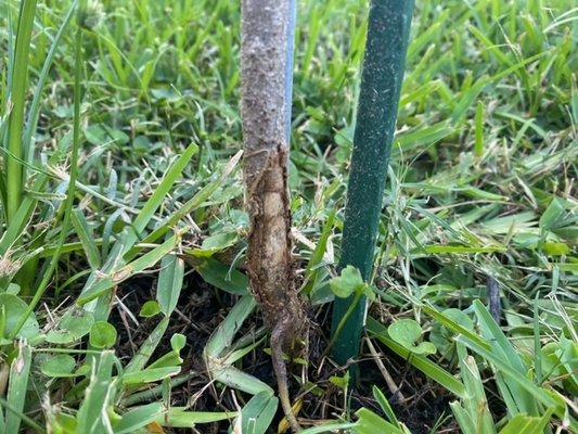 This tree is a small young tree that was weed eated so bad the bark came off.  It is on the verge of dying.