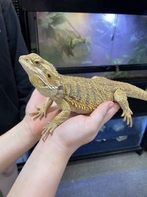 Brad (the bearded dragon)