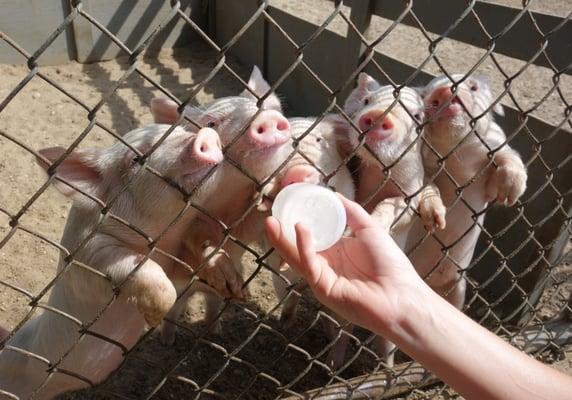 Bottle feeding the piglets