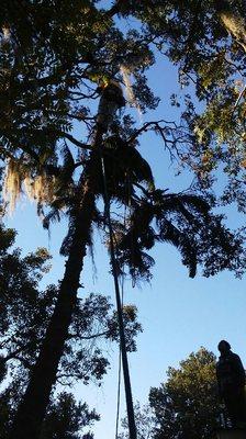 This is the top of the tree being lowered out over house for safety