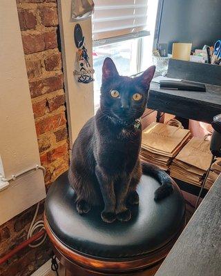 Raven, the shop cat