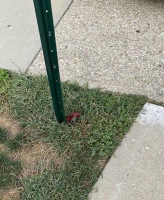 Instead of picking up the dog waste which shouldn't have been there, they drove the handicap pole through the middle of it.