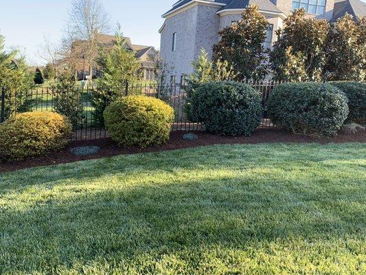 Shrub Trimming with Mulch installed!