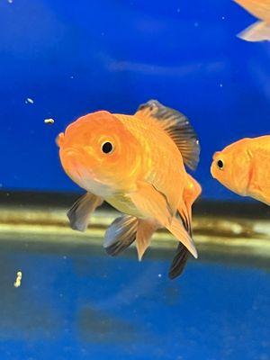 Red Oranda Goldfish
(Carassius auratus)