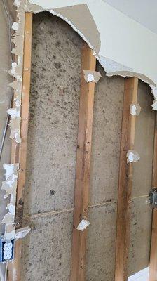 Mold on walls prior to removal