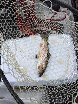 Hybrid rainbow (note the golden colored belly from the cutthroat)