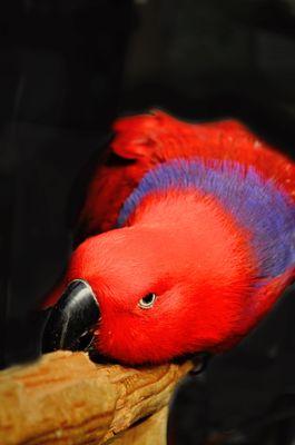 Female Eclectus