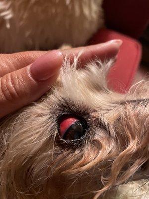 The hemorrhaging in Mos eyes, this is a couple hours after leaving the emergency vet.