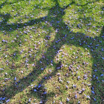 Flowers on the grass falling from the trees