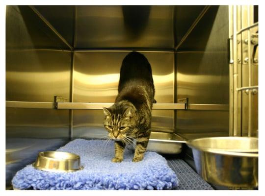 A kitty enjoys her condo in our boarding room for cats.