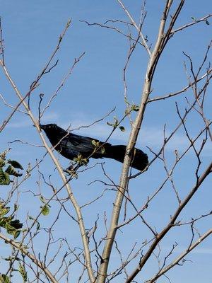 Great-tailed grackle