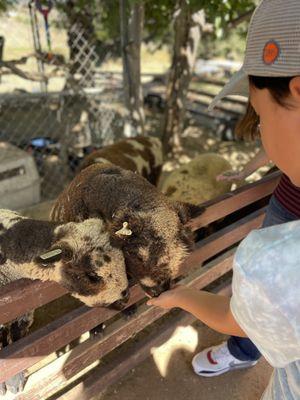 Feeding sheep