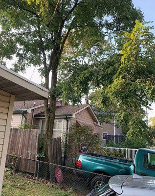 Tree needing limbs cut before