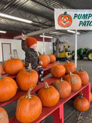 Seasonal pumpkin patch!