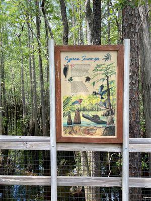 Cypress swamps info