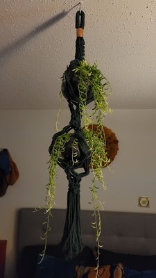 String of bananas