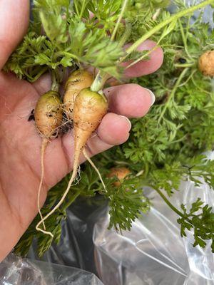 Organically grown carrots from our culinary garden in the Napa Valley