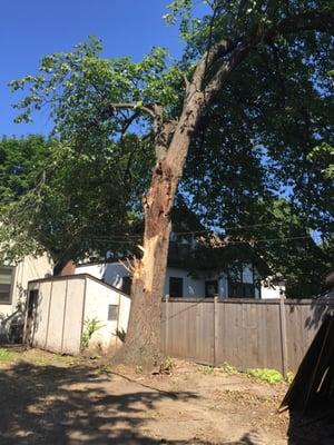 This is the trunk of the tree, 50 inch diameter. It broke off and 1/2 landed in the yard.