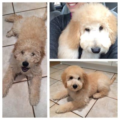 Before (left) and after (right). My mini goldendoodle puppy is more handsome than ever after his 1st time getting groomed!