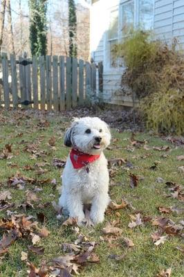 Poodle mix after a haircut with Kim at Kathy's Grooming Boutique!